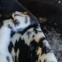 Thumbnail for Belfiore Finesse Nguni Furpile Blanket (Black)